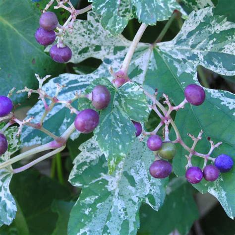 Ampelopsis brevipedunculata 'Elegans'