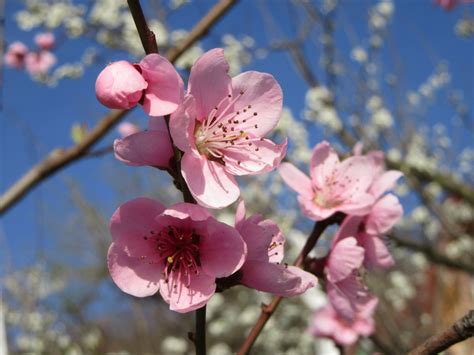 Free Images : sky, fruit, flower, petal, bloom, food, spring, produce, botany, closeup, pink ...