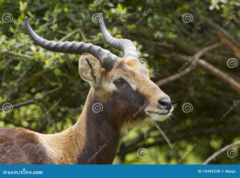 Nile lechwe stock photo. Image of furry, sudan, antelope - 10449230