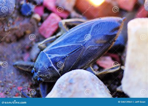 Waterbug stock photo. Image of bugs, insects, large, bite - 54613964