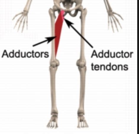 How to Treat Adductor Tendonitis | The Art of Manliness