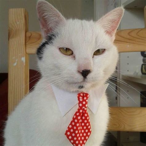 Boss cat : r/Catswithjobs