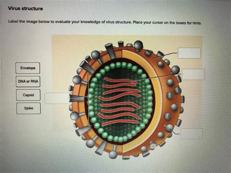 Solved Virus structure Label the image below to evaluate | Chegg.com