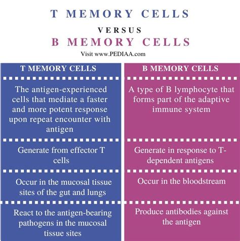 What is the Difference Between T Memory Cells and B Memory Cells ...