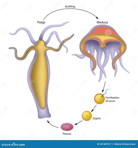 Life cycle of jellyfish stock illustration. Illustration of medicine ...