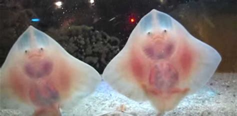 2 Baby Stingrays Put On A Show And Move Their Claspers In An Unforgettable Way | LittleThings.com