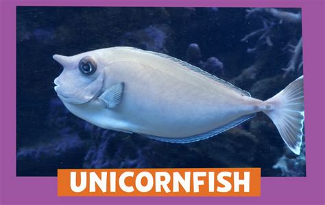 Unicornfish | Animal Alphabet | PBS LearningMedia