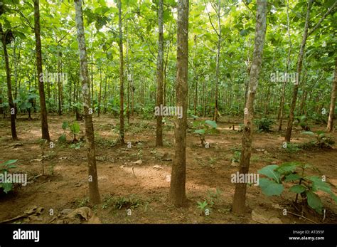 Protani teak plantation Langseung Java Stock Photo - Alamy