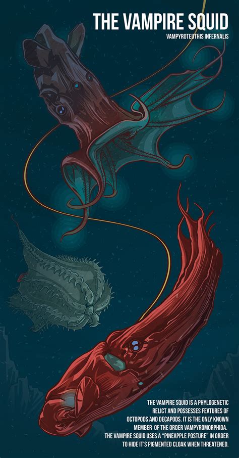 Vampire Squid Infograph on Behance