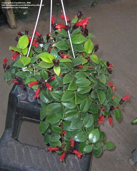 lipstick plant | PlantFiles: Picture #13 of Lipstick Plant, Basketvine, Basket Vine ... | Money ...