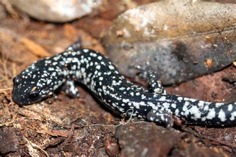 White-Spotted Salamander Facts and Pictures