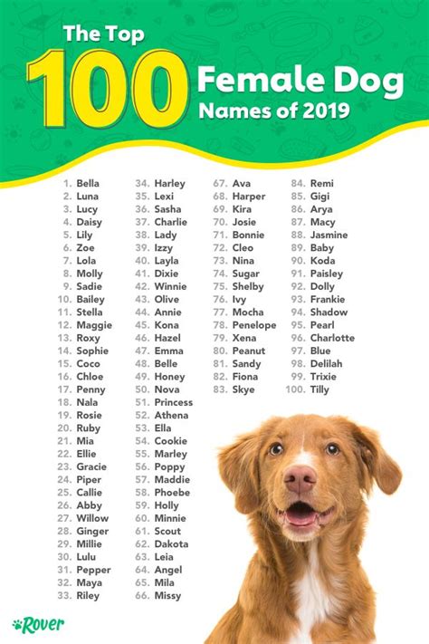 Top 100 Most Popular Dog Names in 2020 | Rover.com | Female dog names ...
