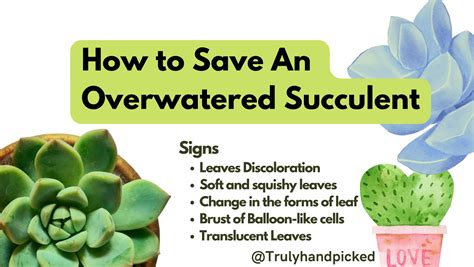 How To Save An Overwatered Succulent (Signs & Fix) -Plantcare365