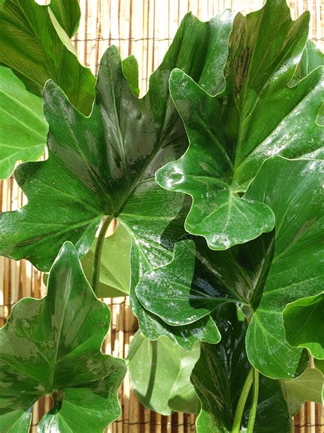 Giant Split Leaf Phil Plant (philodendron selloum) – Real Tropicals