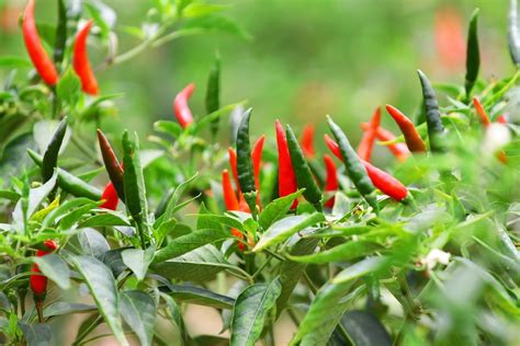 Thai Chili Plant » Tips for Growing Some Spicy Flavor