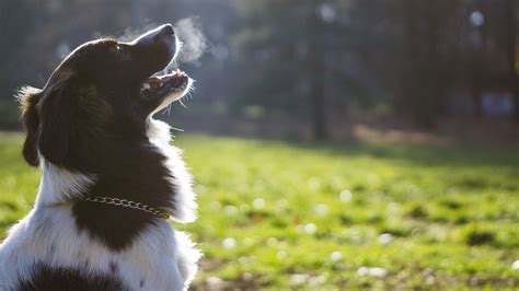 Bad Breath in Dogs - Causes, Symptoms & Treatment | Purina