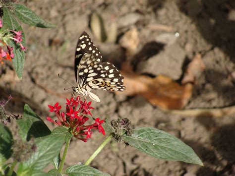 India Garden: Butterfly garden