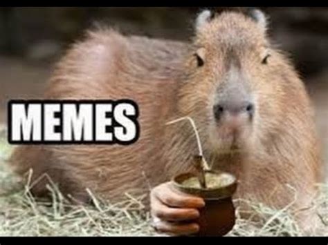 Capybara Meme