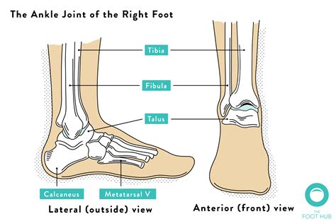 Fractured ankle: How to treat them and how to recover from them | The Foot Hub