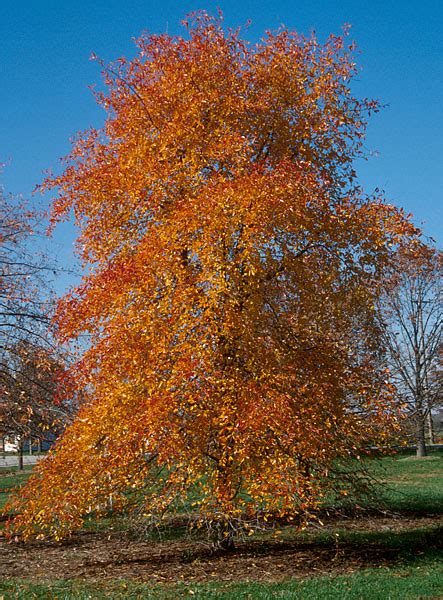 Tupelo Tree Pictures, Detailed Information on Tupelo Trees