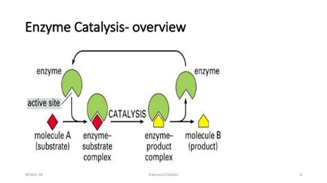 Factors affecting enzyme activity