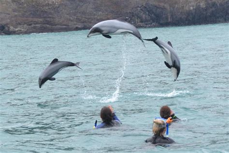 Swimming with Dolphins | Hector’s Dolphin | Black Cat Cruises