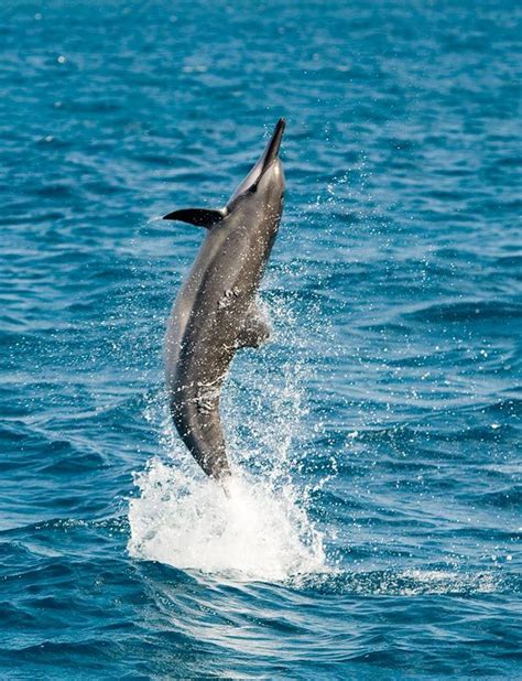 Spinner Dolphin: Photo by Photographer Chuck Babbitt | Dolphins, Marine animals, Dolphin images