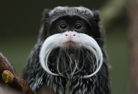 An Emperor Tamarin Monkey. | Animal facts, Fun facts about animals, Animals beautiful