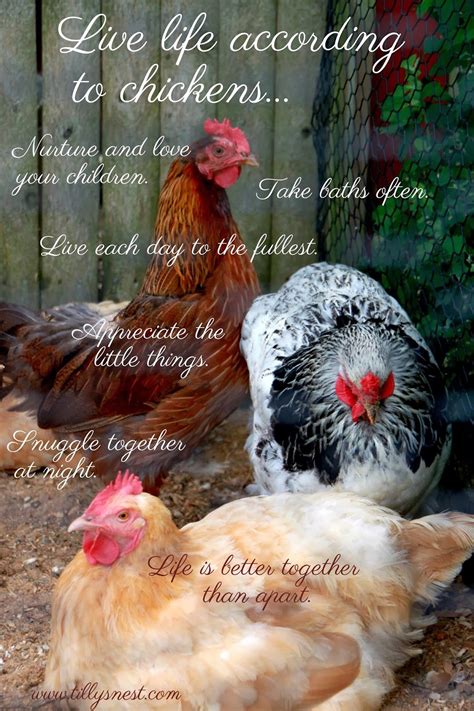 Life According to Chickens... | Pet chickens, Raising backyard chickens, Chickens backyard