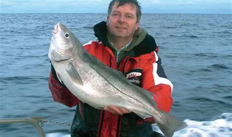 Haddock (Melanogrammus aeglifinus) – Irish Specimen Fish Committee