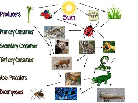 Food Web - Makensie