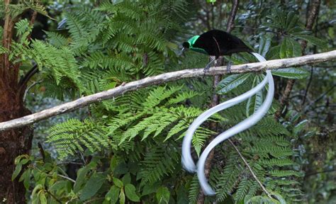 Astrapia (Ribbon Tailed) | Birds of paradise, Bird, Beautiful birds