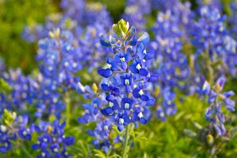 Free Texas Bluebonnets Stock Photo - FreeImages.com