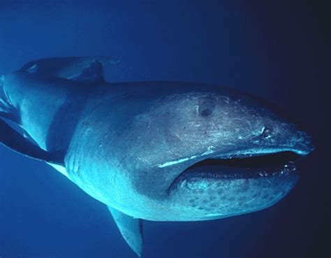 Real Monstrosities: Megamouth Shark