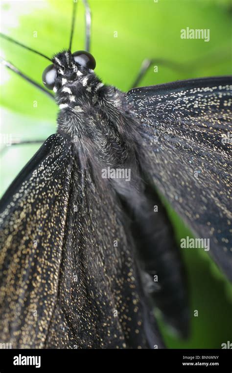 Butterfly Eyes Closeup Stock Photo - Alamy