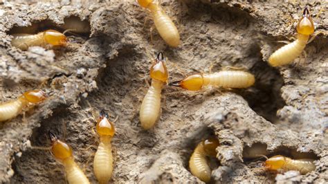 The Truth About Termites in Florida and What You Need to Know - Drive-Bye Pest Exterminators