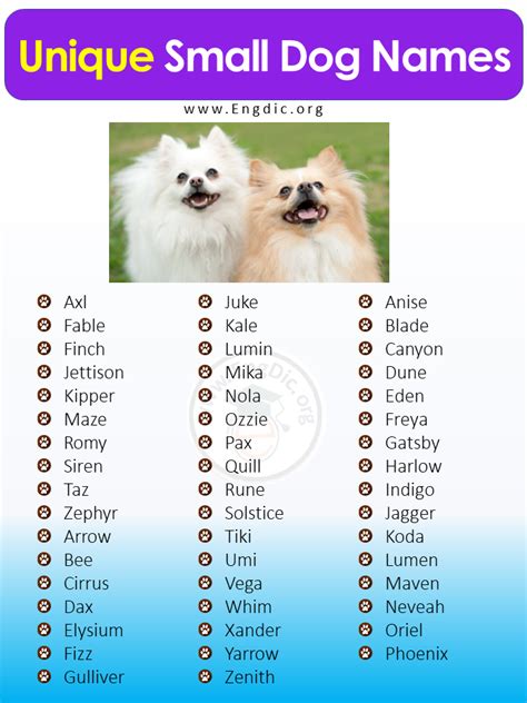 400+ Cutest Small Dog Names (Male, Female) - EngDic