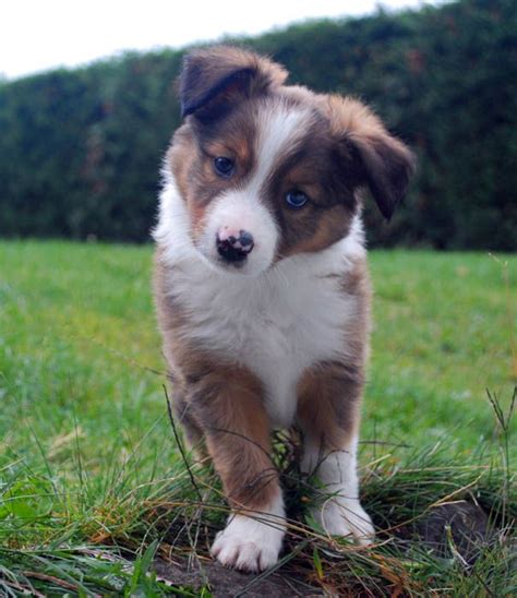 English Shepherd Puppies | English shepherd puppy, English shepherd, Shepherd puppies