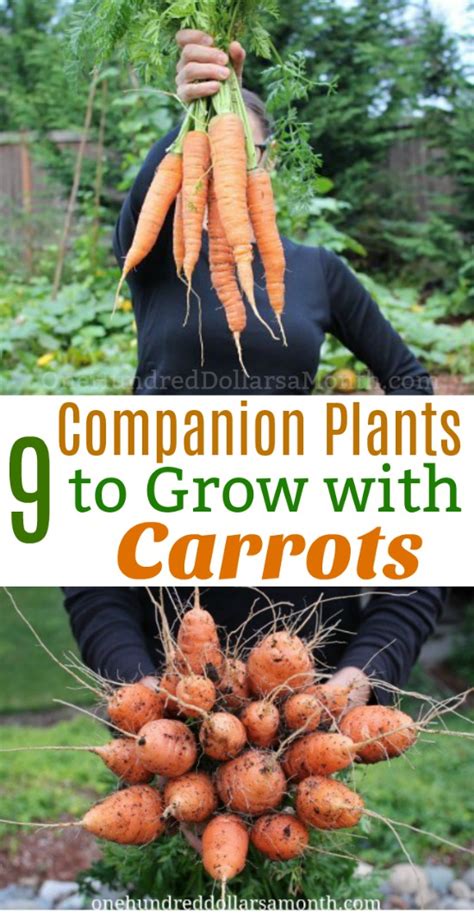 9 Companion Plants to Grow With Carrots - One Hundred Dollars a Month