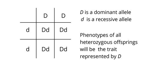 Recessive Allele