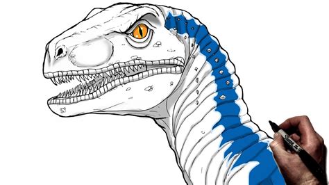 Raptor Head Drawing