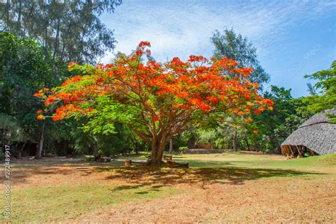 Kenya. Africa. Delonix royal tree. Large blooming red flowers tree with a spreading crown ...