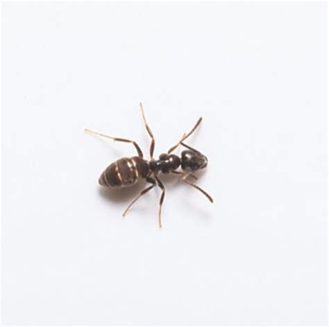 Odorous House Ant Identification & Info | Arrow Exterminating Company, Inc. - Pest Control and ...