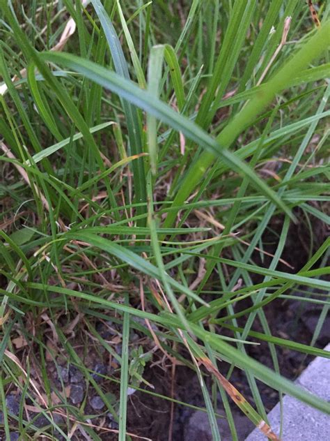 Common Sedge Grass Identification | eatonasia.com