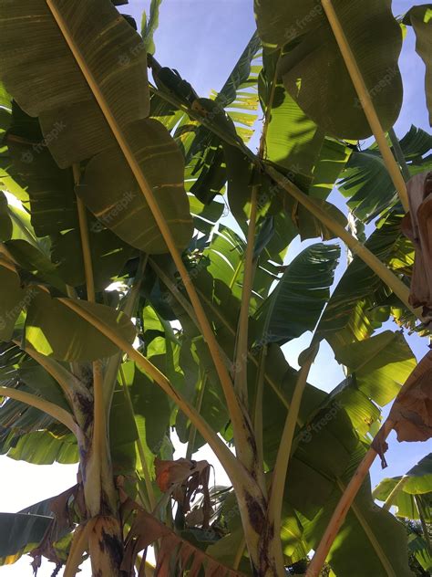 Premium Photo | A banana tree with a banana leaf on it