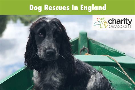 Dog Rescues In England (UK) | 13 Rescues To Adopt From