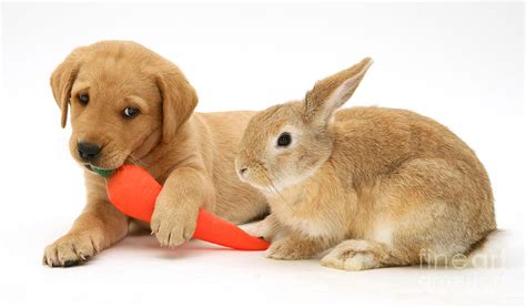 Rabbit And Puppy Photograph by Jane Burton