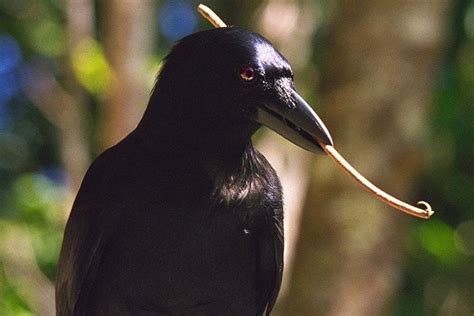 Study links evolution of New Caledonian beak with tool use - UPI.com