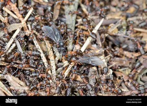 Queen Southern Wood Ants (Formica rufa) freshly emerged from nest ...