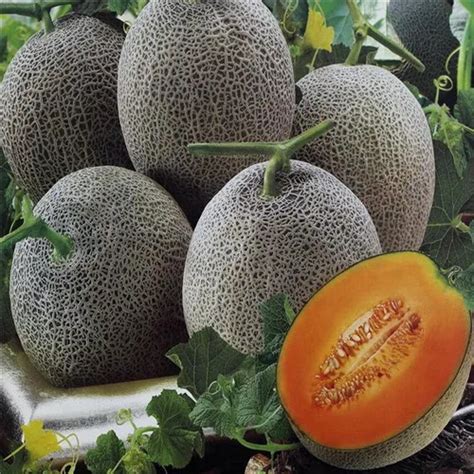 Buy 50 Pcs Yubari King Melon Seeds | Free Shipping